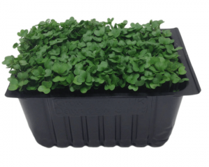 Cress Punnet