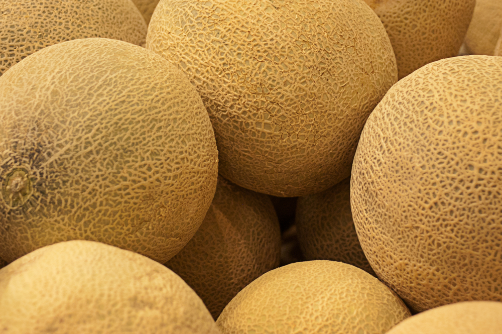 Melon Galia The Fruit Basket Shop