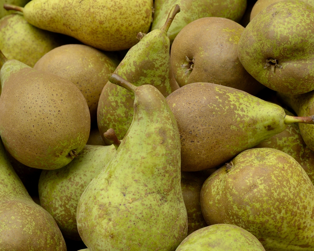 Conference Pear The Fruit Basket Shop