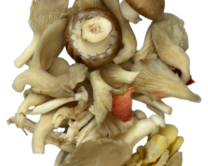 Wild Mushroom Punnet 250g