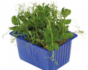 Affilia Cress Punnet
