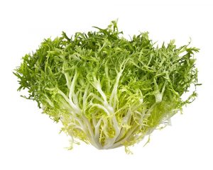 Curly Endive